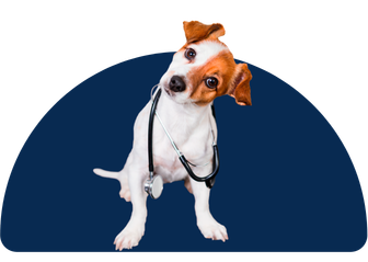Perro