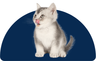 Gata