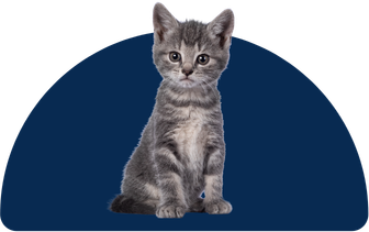 Gato
